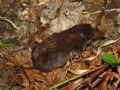 Sorex antinorii